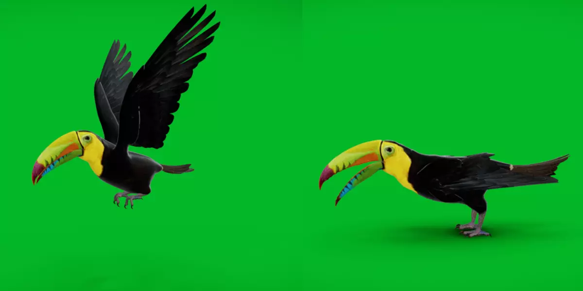 Keel Billed Toucan Bird Low-poly 3D model_0