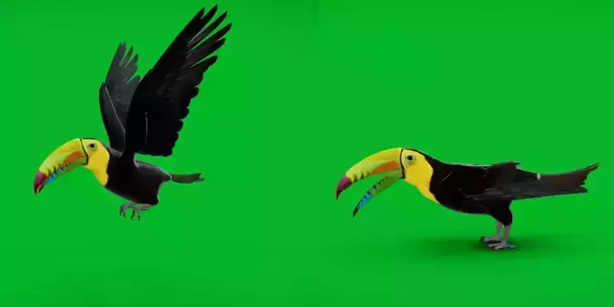 Keel Billed Toucan Bird Low-poly 3D model