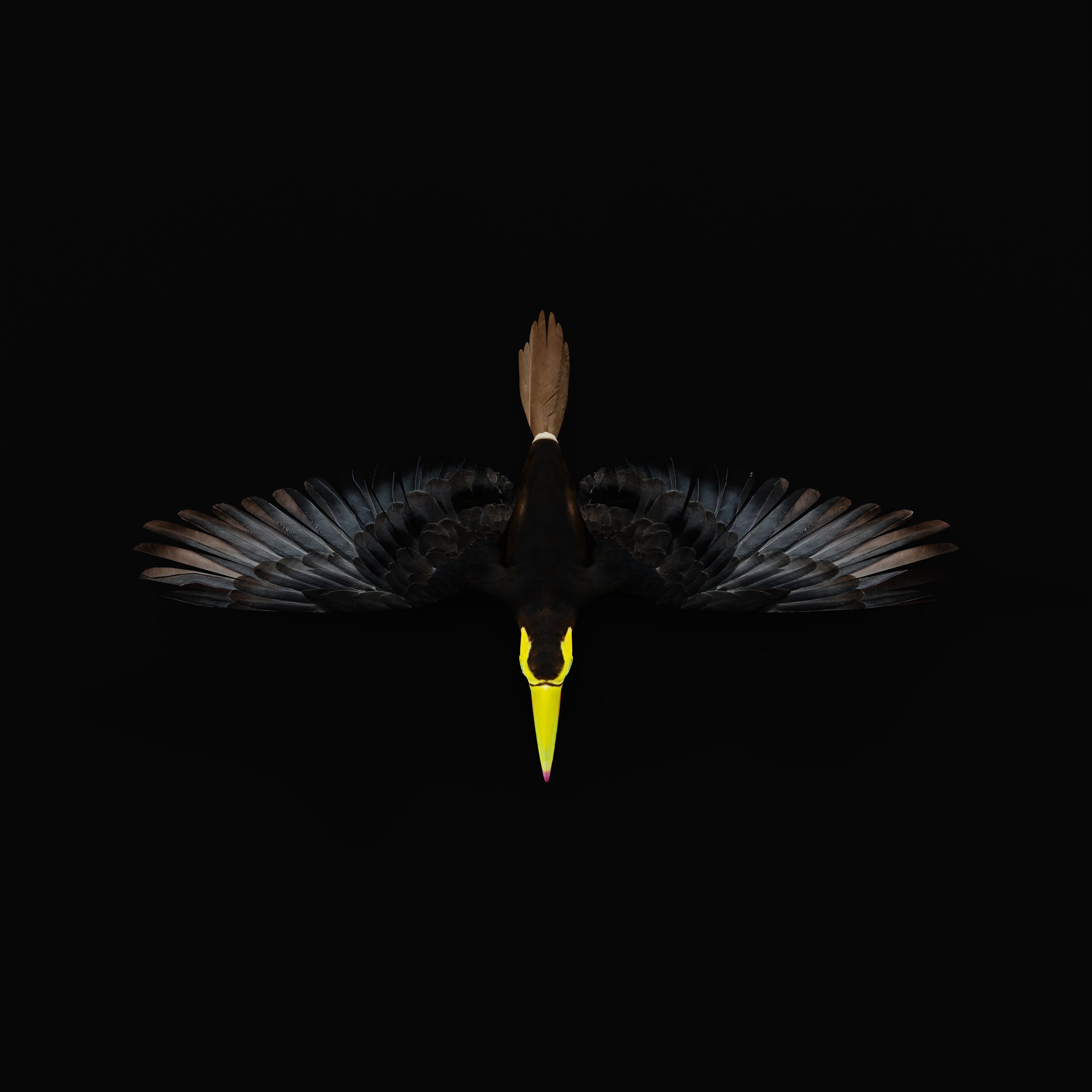 Keel Billed Toucan Bird Low-poly 3D model_51