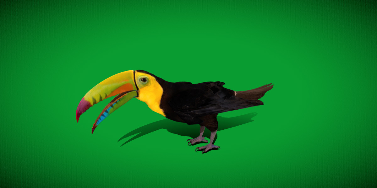 Keel Billed Toucan Bird Low-poly 3D model_43