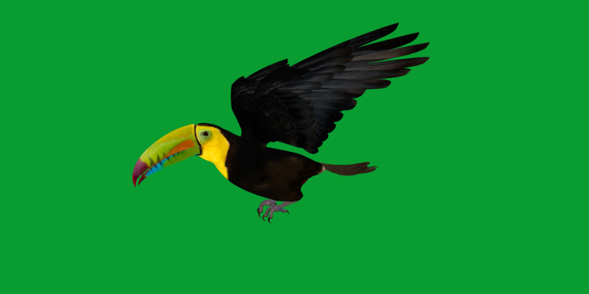 Keel Billed Toucan Bird Low-poly 3D model_12