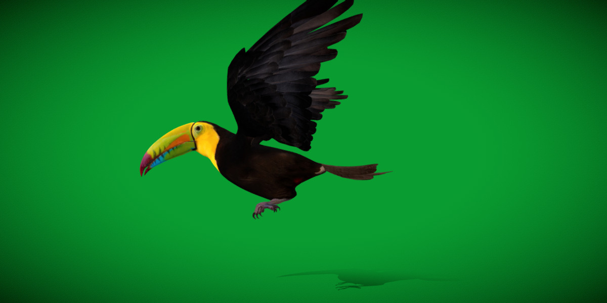 Keel Billed Toucan Bird Low-poly 3D model_28