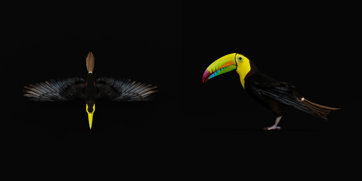 Keel Billed Toucan Bird Low-poly 3D model_38