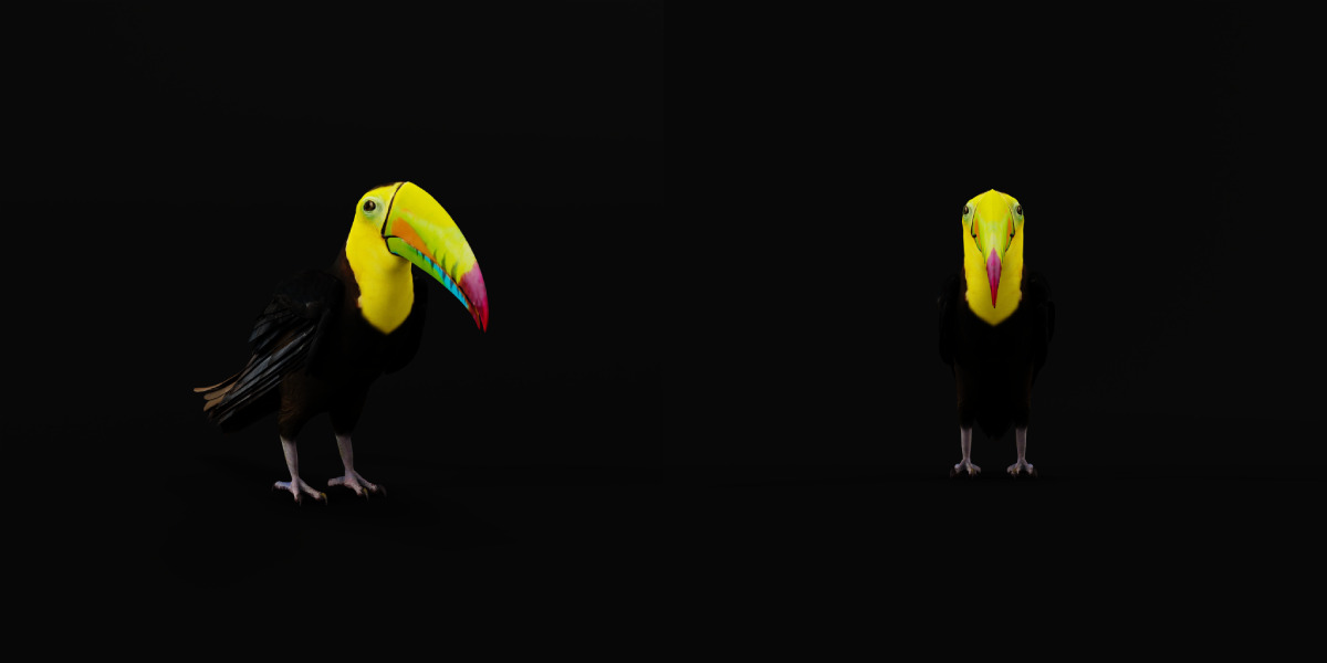 Keel Billed Toucan Bird Low-poly 3D model_14