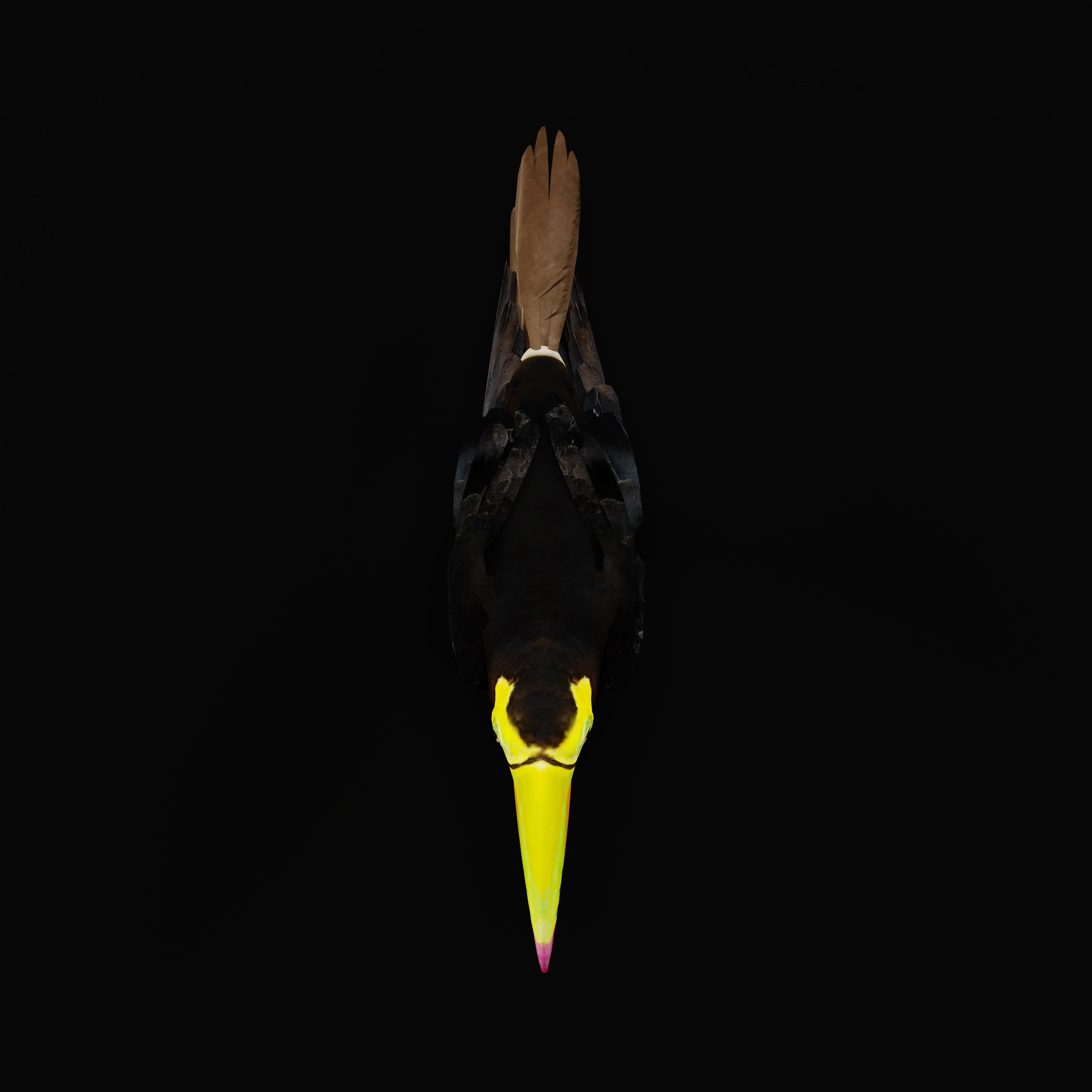 Keel Billed Toucan Bird Low-poly 3D model_50