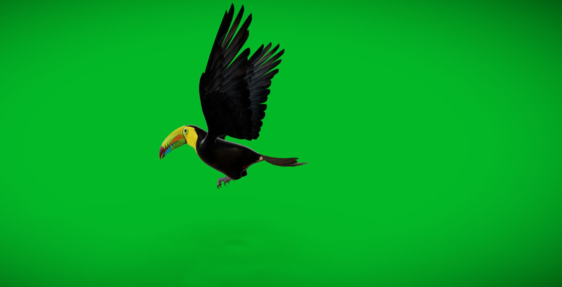 Keel Billed Toucan Bird Low-poly 3D model_45