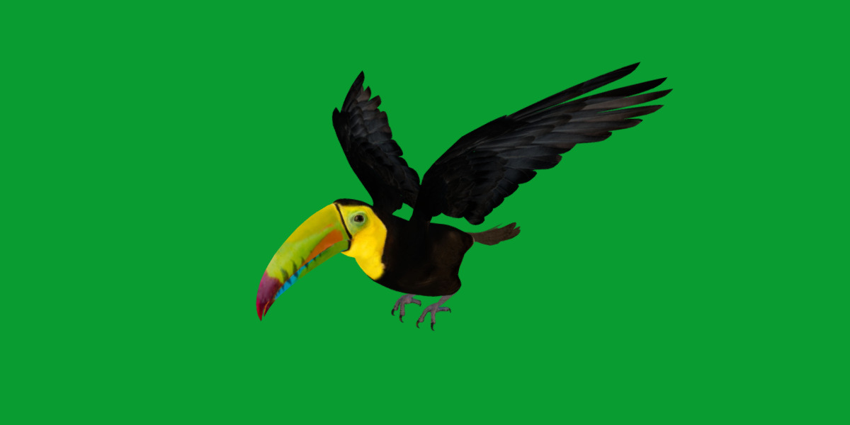 Keel Billed Toucan Bird Low-poly 3D model_11