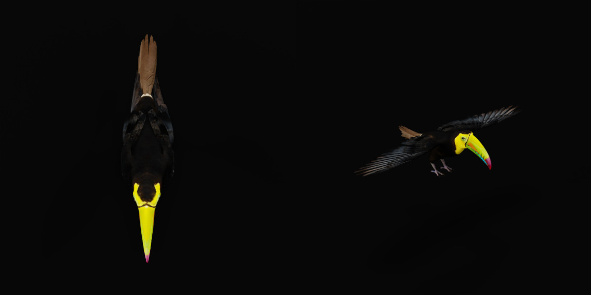 Keel Billed Toucan Bird Low-poly 3D model_17