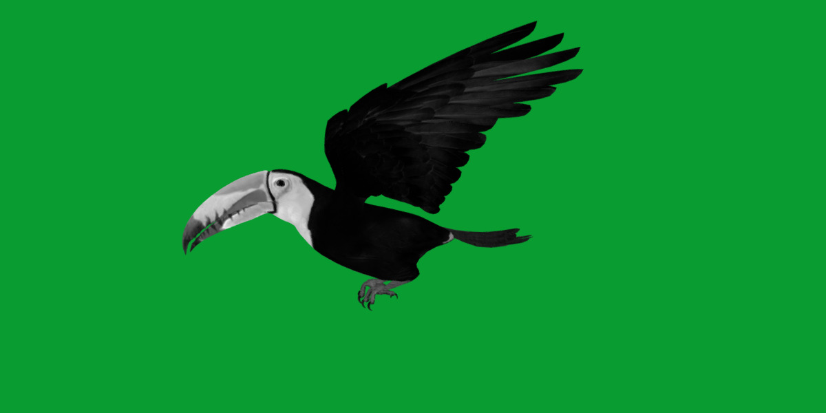 Keel Billed Toucan Bird Low-poly 3D model_19