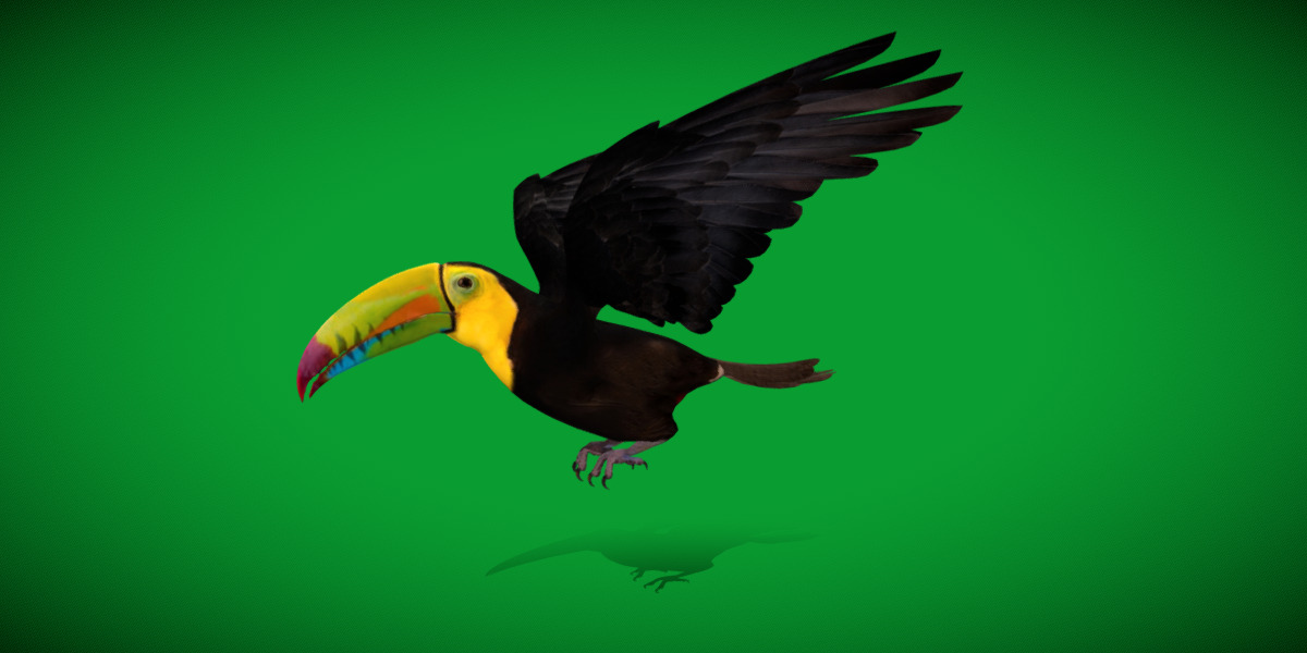 Keel Billed Toucan Bird Low-poly 3D model_40
