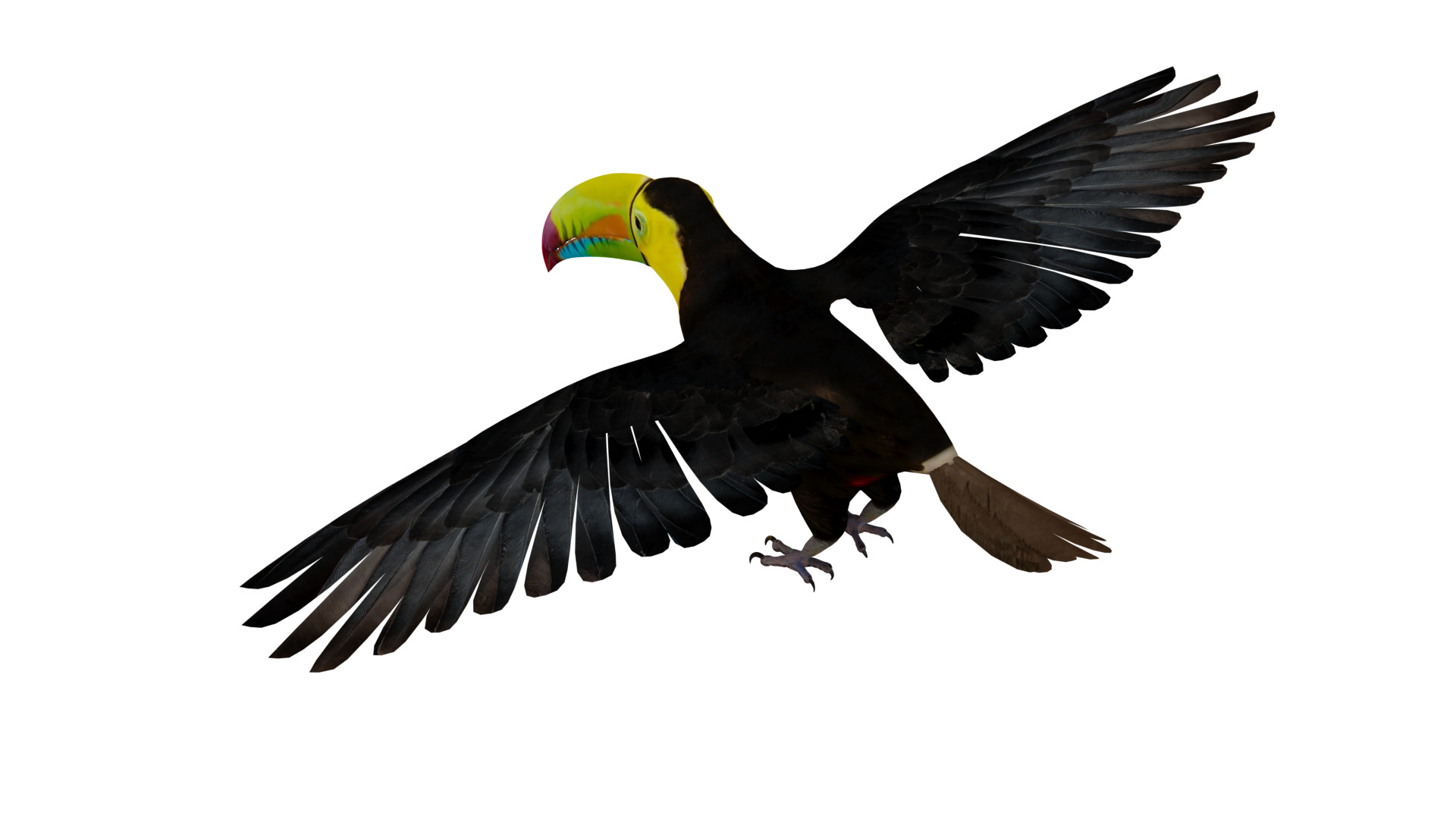 Keel Billed Toucan Bird Low-poly 3D model_6