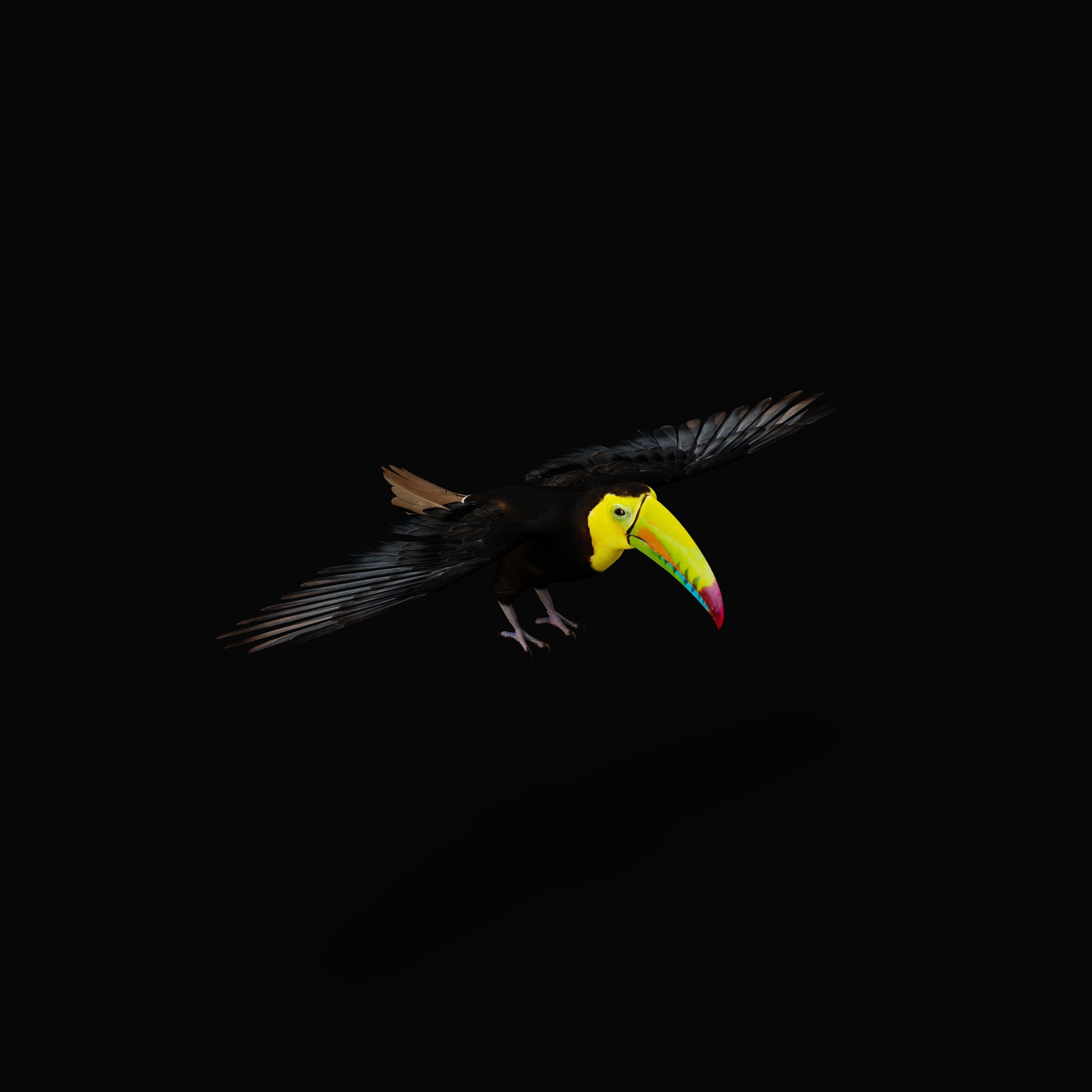 Keel Billed Toucan Bird Low-poly 3D model_53