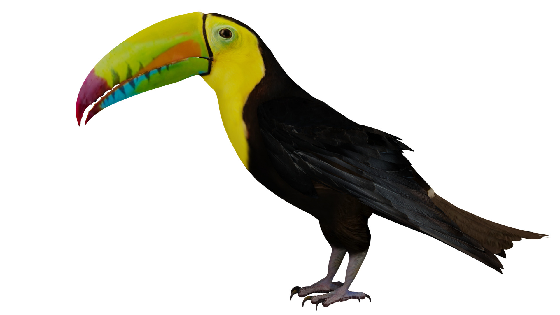 Keel Billed Toucan Bird Low-poly 3D model_4
