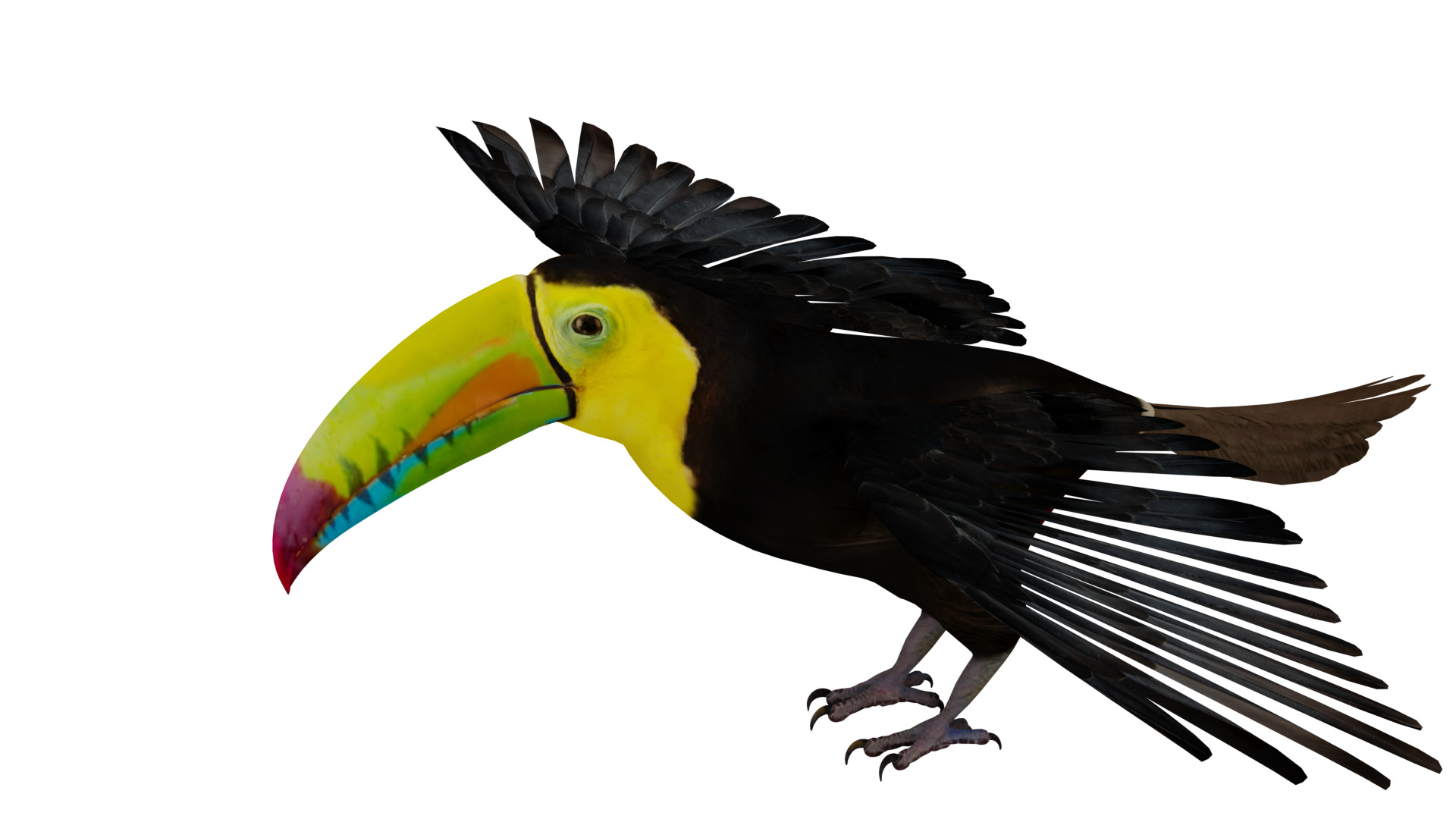Keel Billed Toucan Bird Low-poly 3D model_5