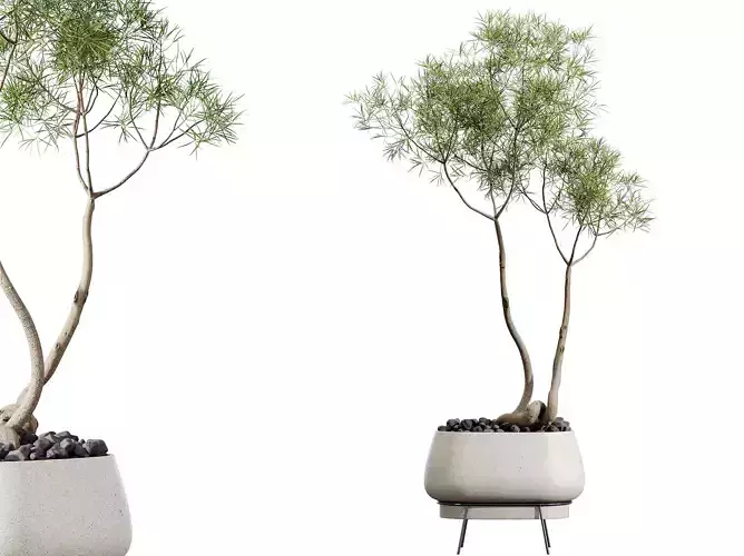 AV HousePlants Japandi Minimalism Ficus Dracaena Marginata26 3D model