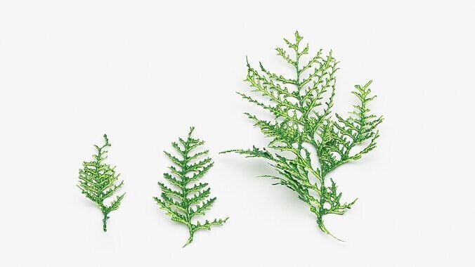 White cedar branch 3d scan 3D model