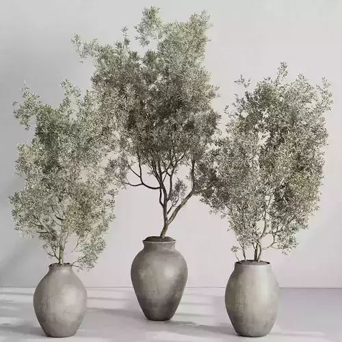 Tree Plant in a concrete vase - indoor plant set 537