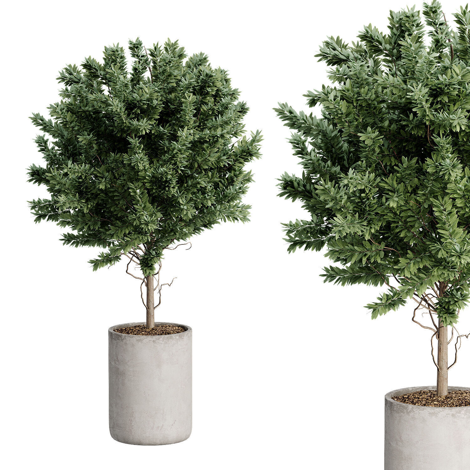 Indoor Plant 27 3D model_1