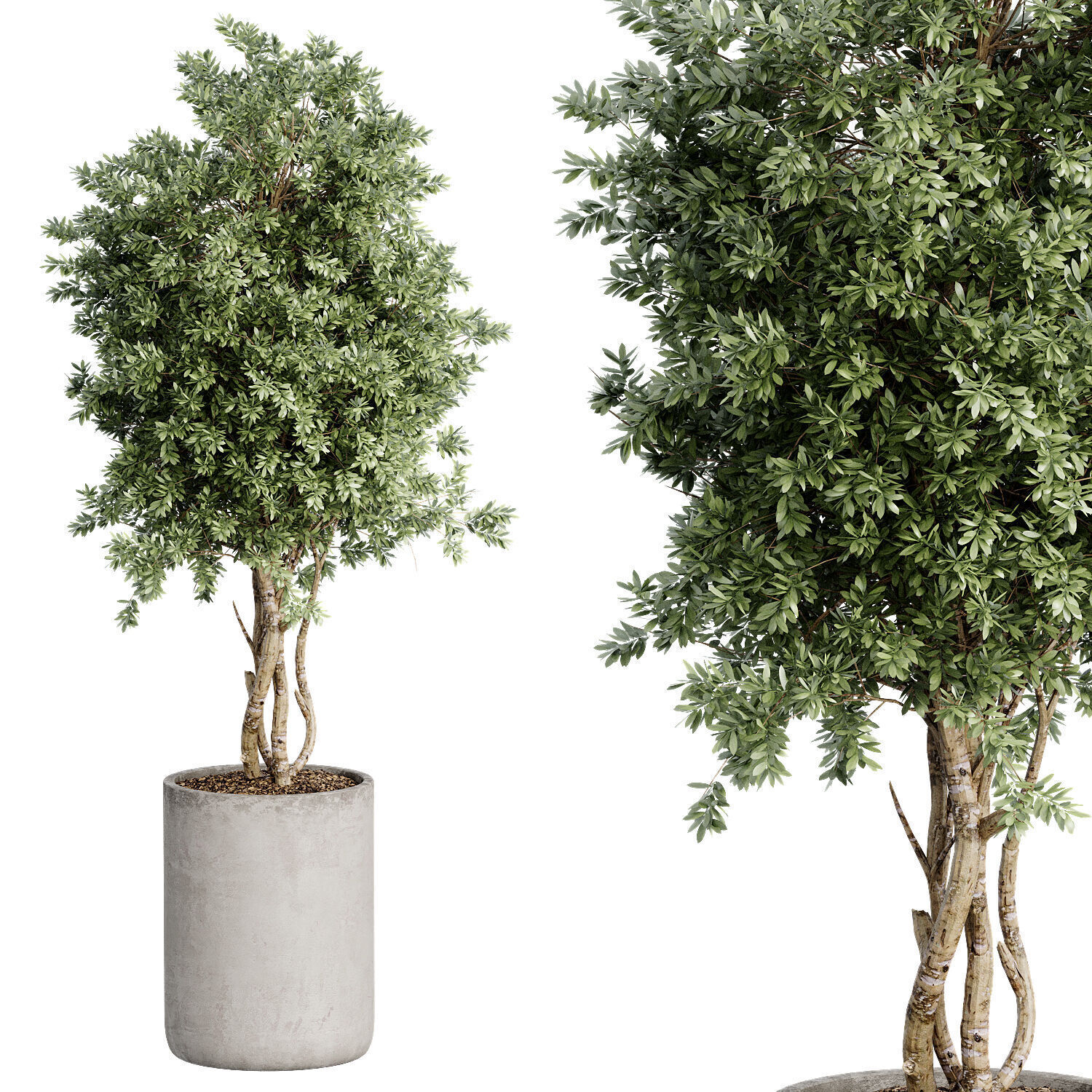 Indoor Plant 27 3D model_3