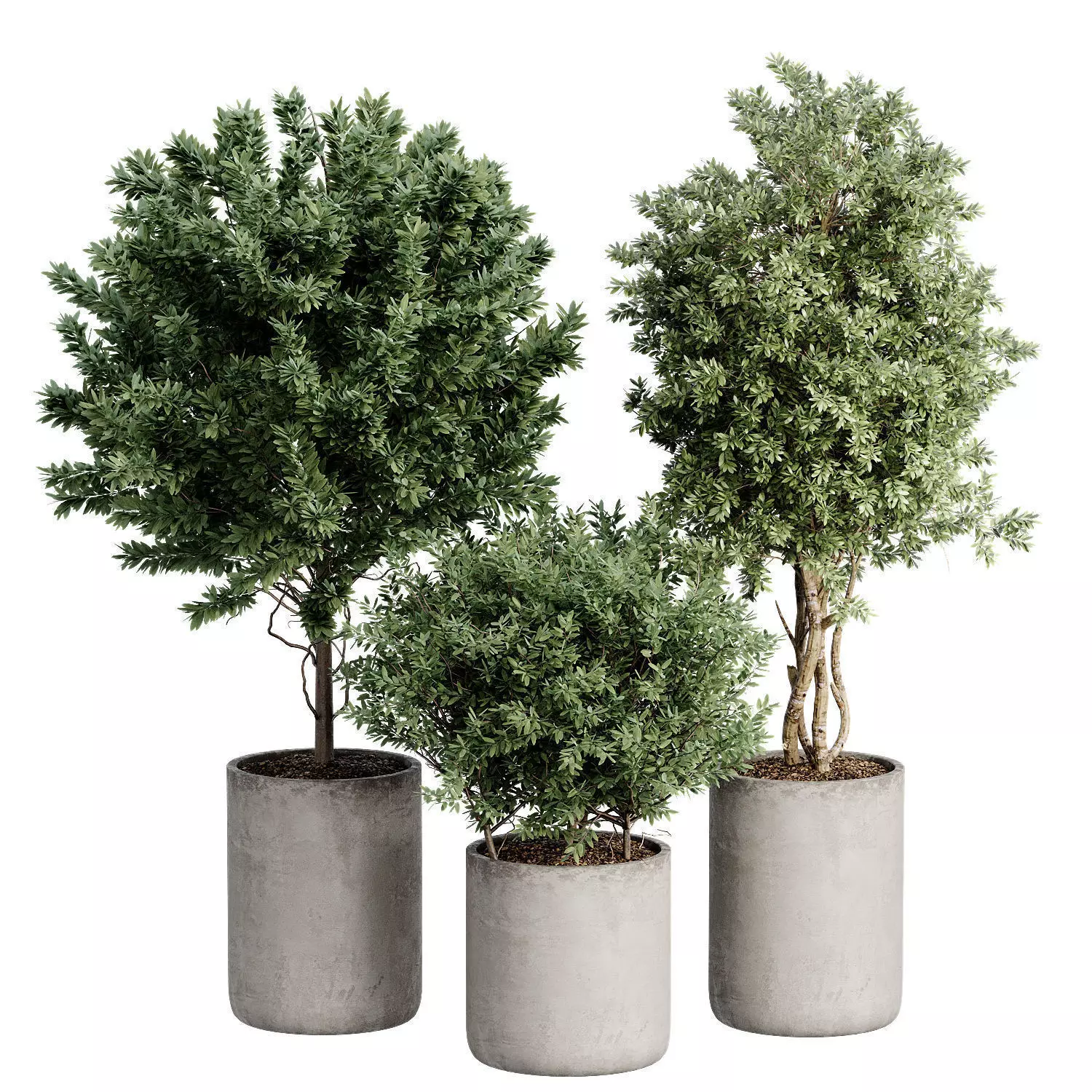 Indoor Plant 27 3D model_0