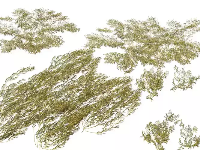 HighpolyLow Poly - Potamogeton ochreatus - blunt pondweed