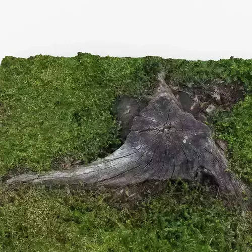 Photorealistic 3D scan of Tree Sawed wood Stump