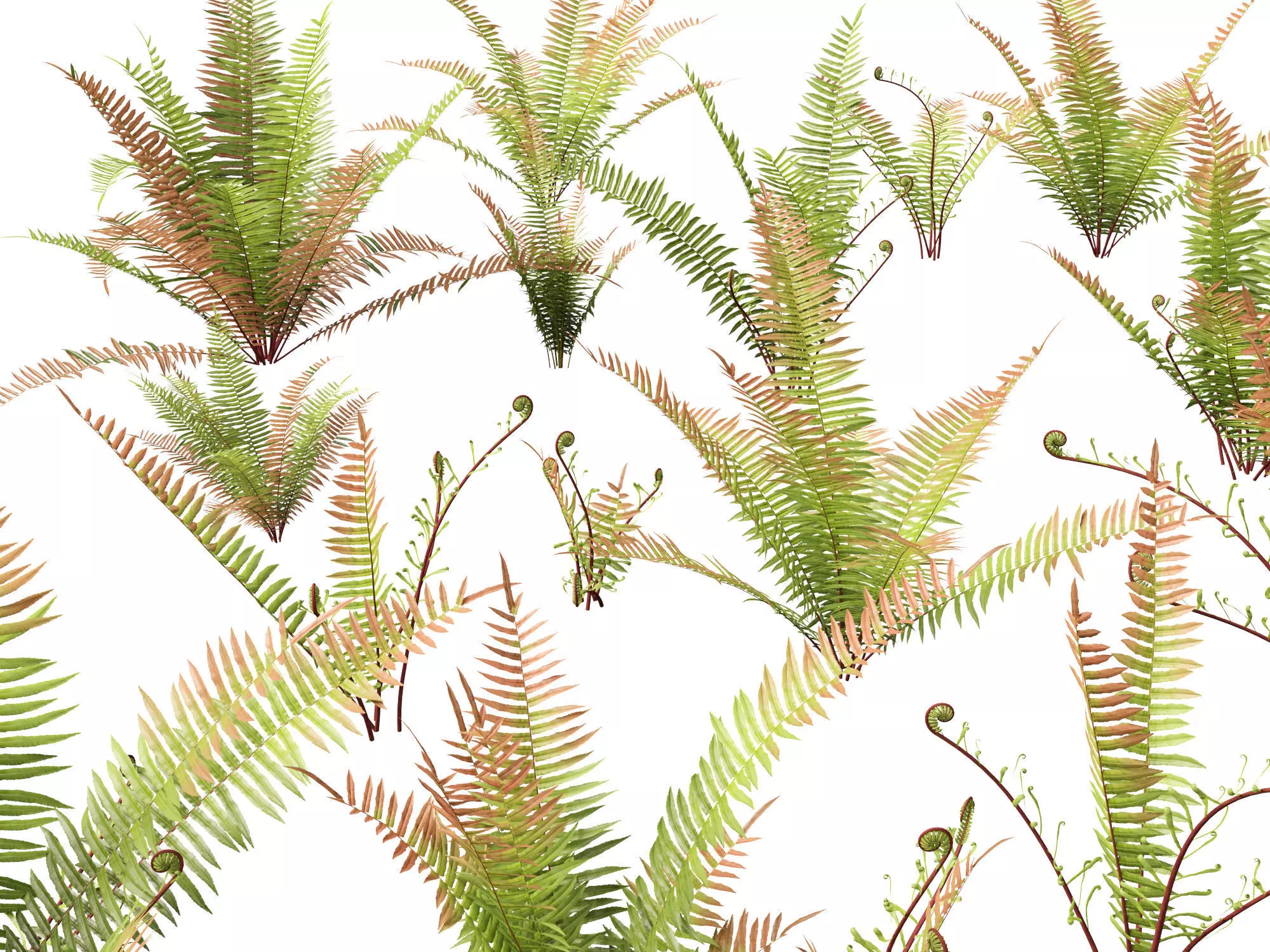 HighpolyLow Poly - Telmatoblechnum indicum - Swamp water fern Low-poly 3D model