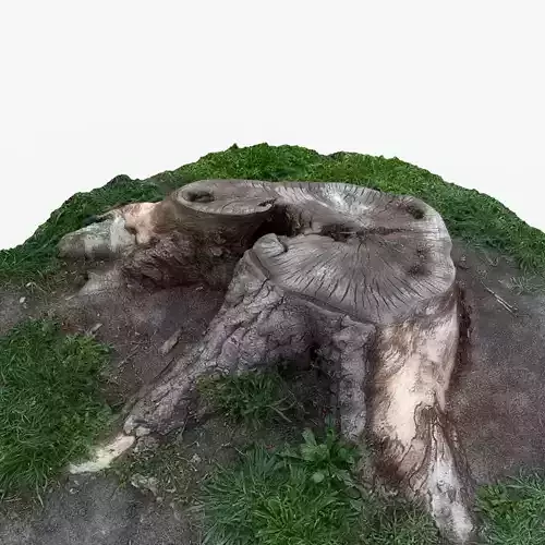 Photorealistic 3D scan of Tree Sawed wood Stump