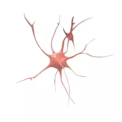 Neurons v1 002