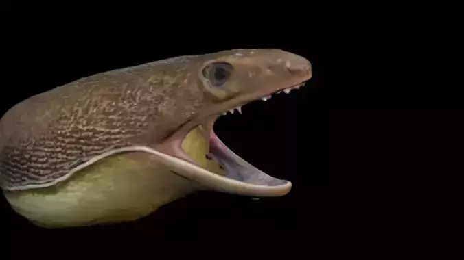 Morey EEL Head Sculp