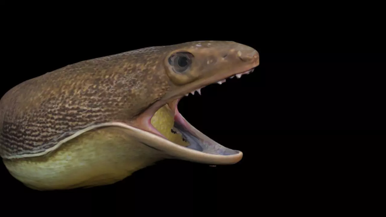 Morey EEL Head Sculp Low-poly 3D model_0