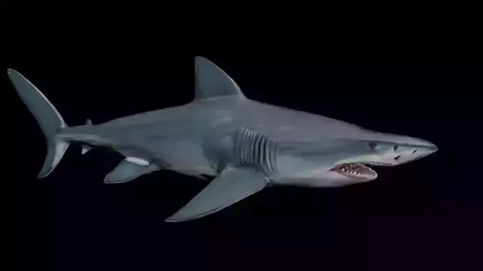 Shark With scars Low-poly 3D model