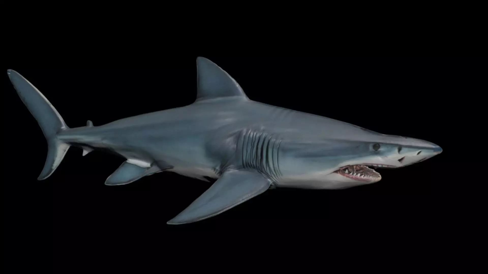 Shark With scars Low-poly 3D model