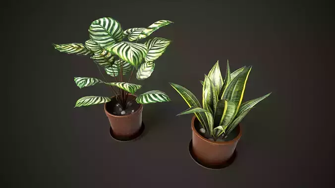 Potted Houseplants 2