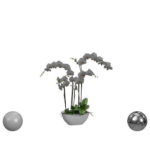 orchid 3D model