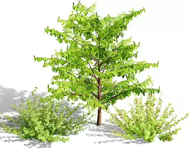 Flander Gooseberry Bush 3D Model Low-poly 3D model