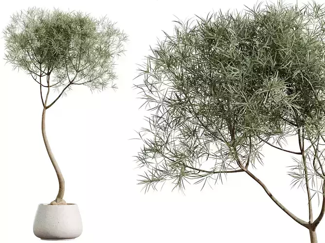 AV HousePlants Japandi Minimalism Ficus Dracaena Marginata27