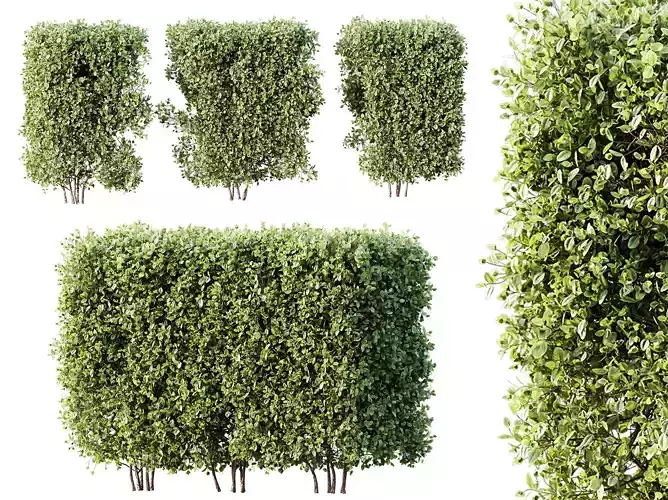 AV Plant Box Pittosporum Tobira Tenuifolium Shrub Cheesewood