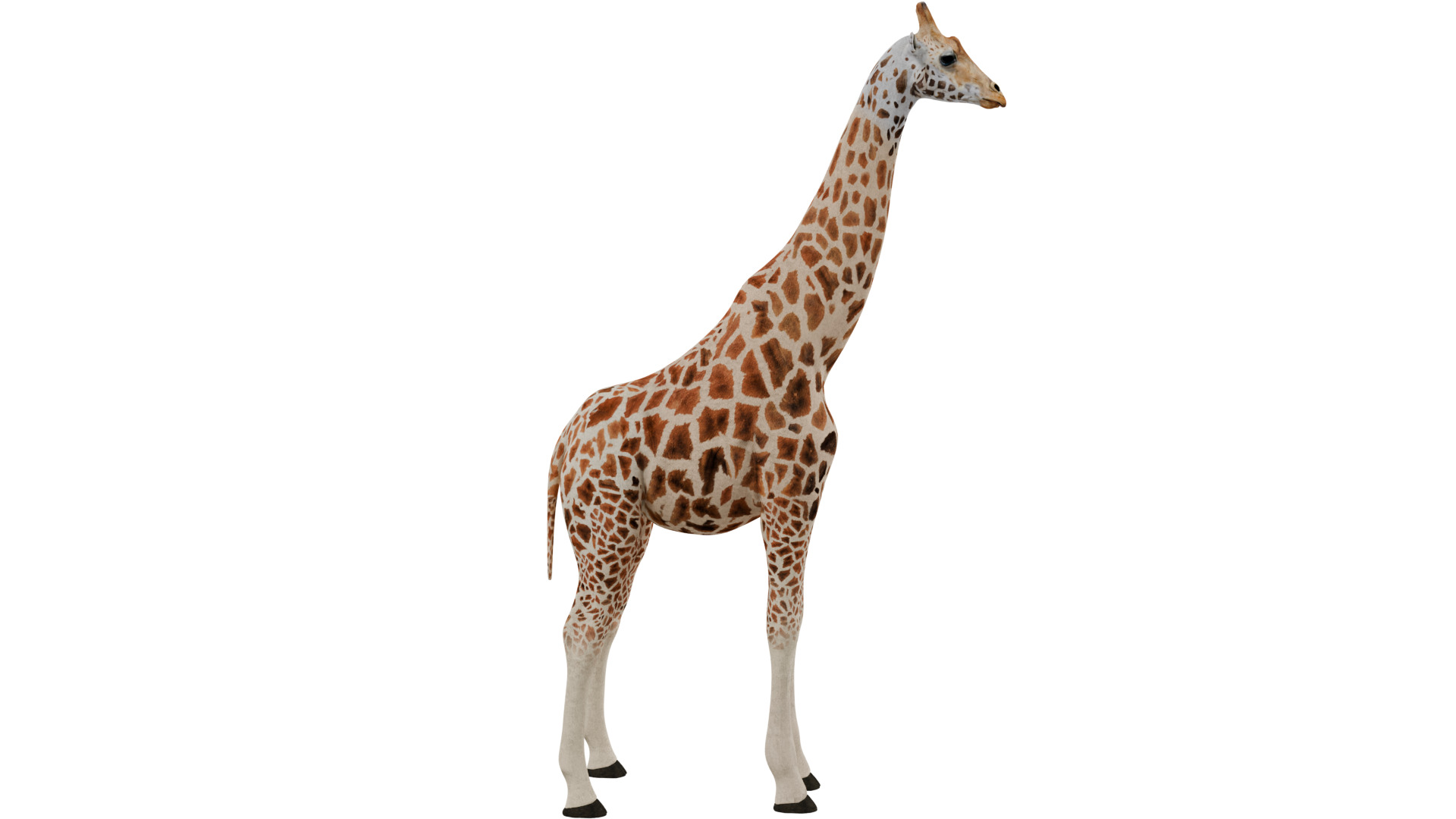 Giraffe 3D model_5