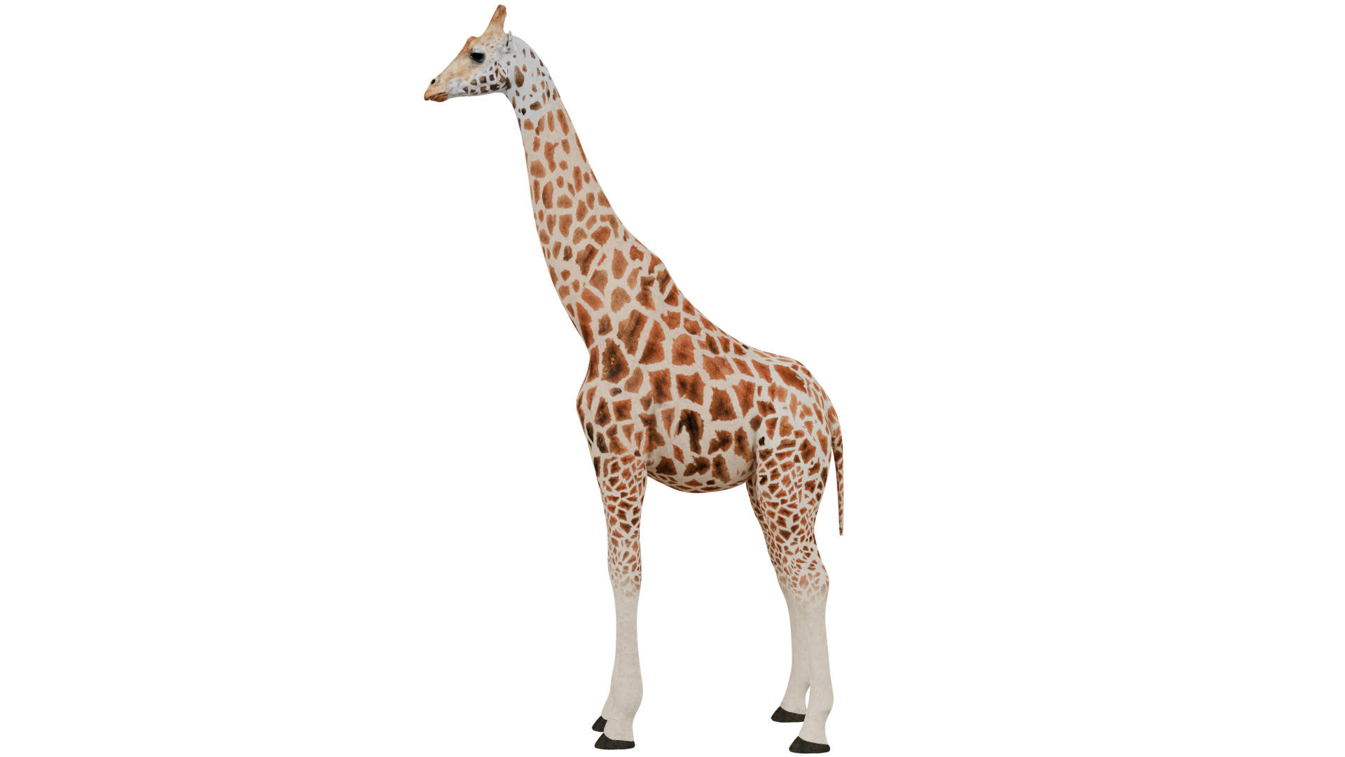 Giraffe 3D model_1