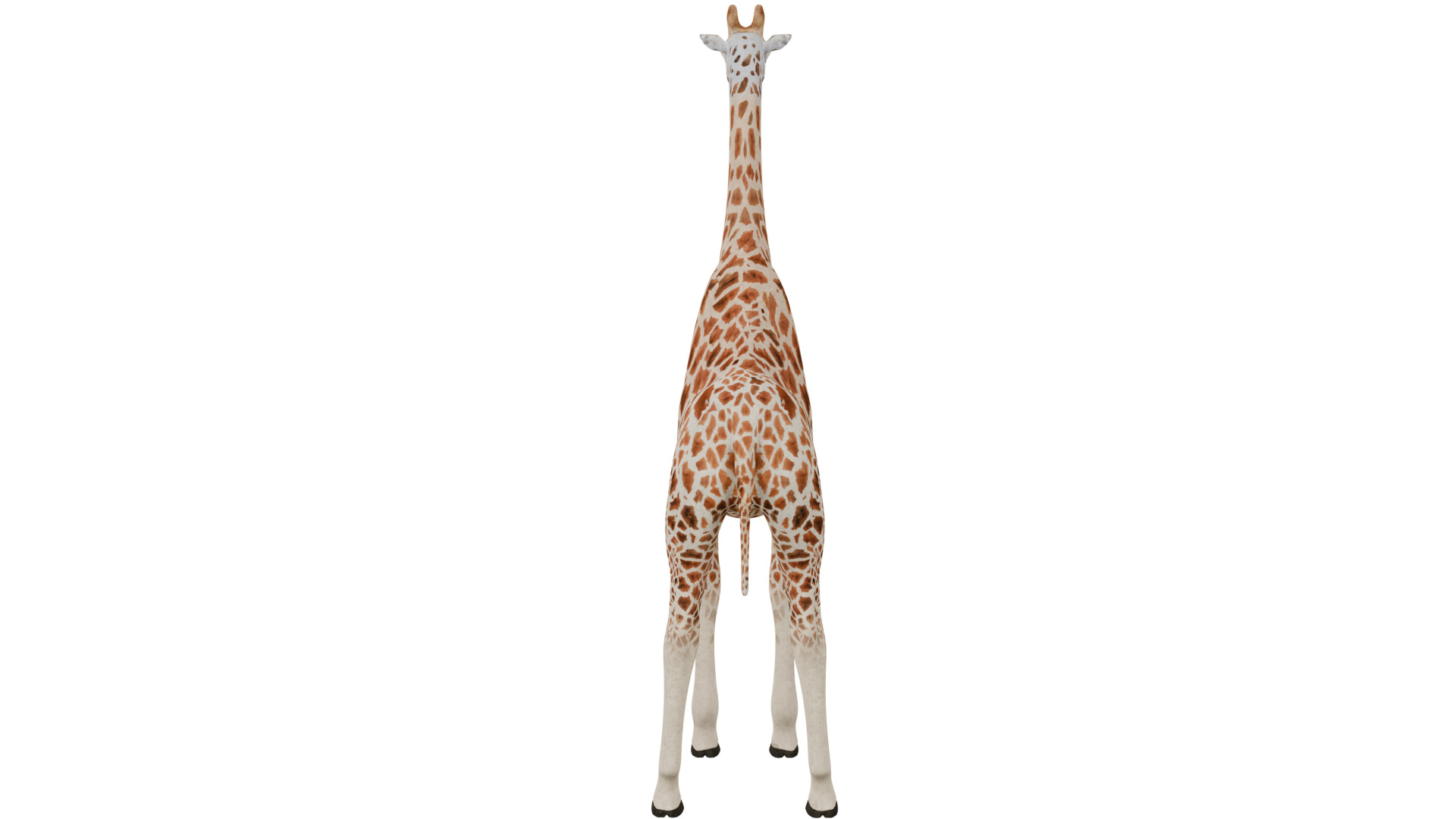 Giraffe 3D model_3