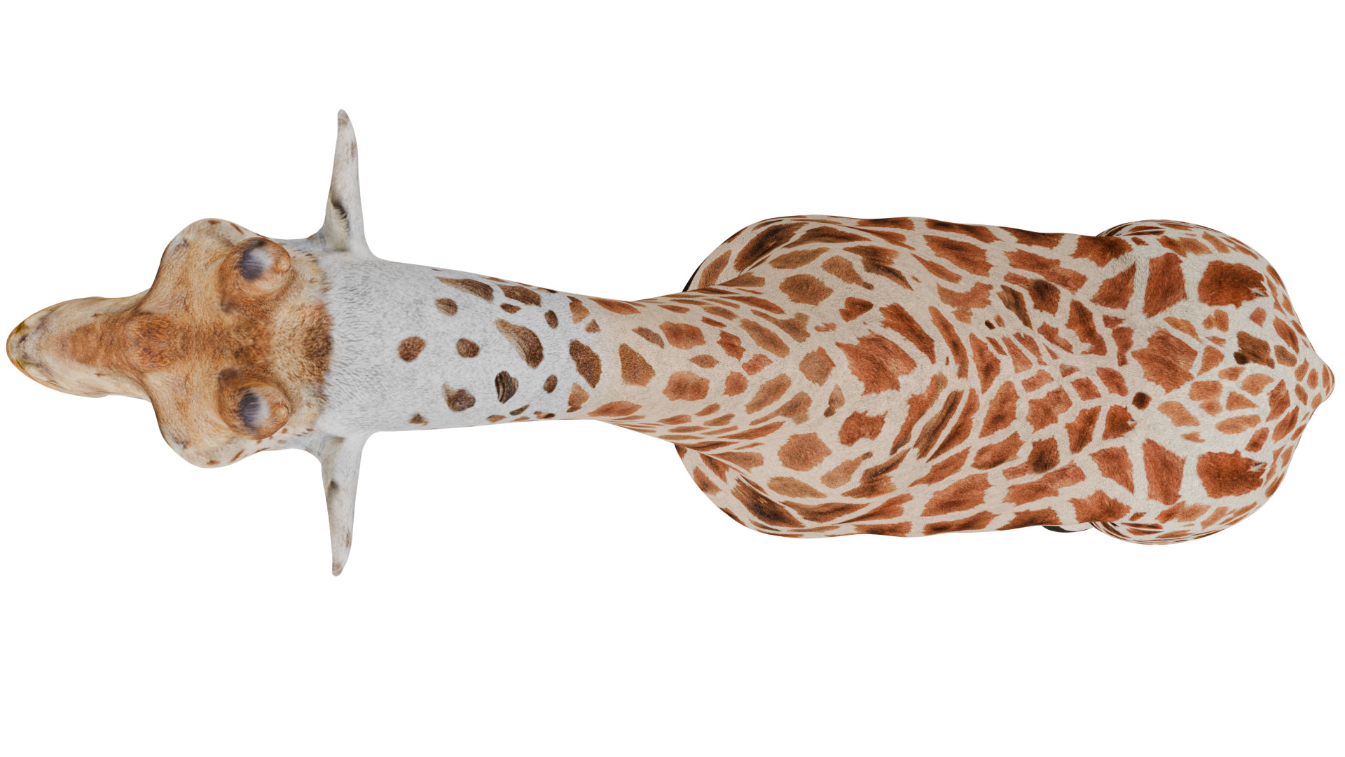 Giraffe 3D model_8