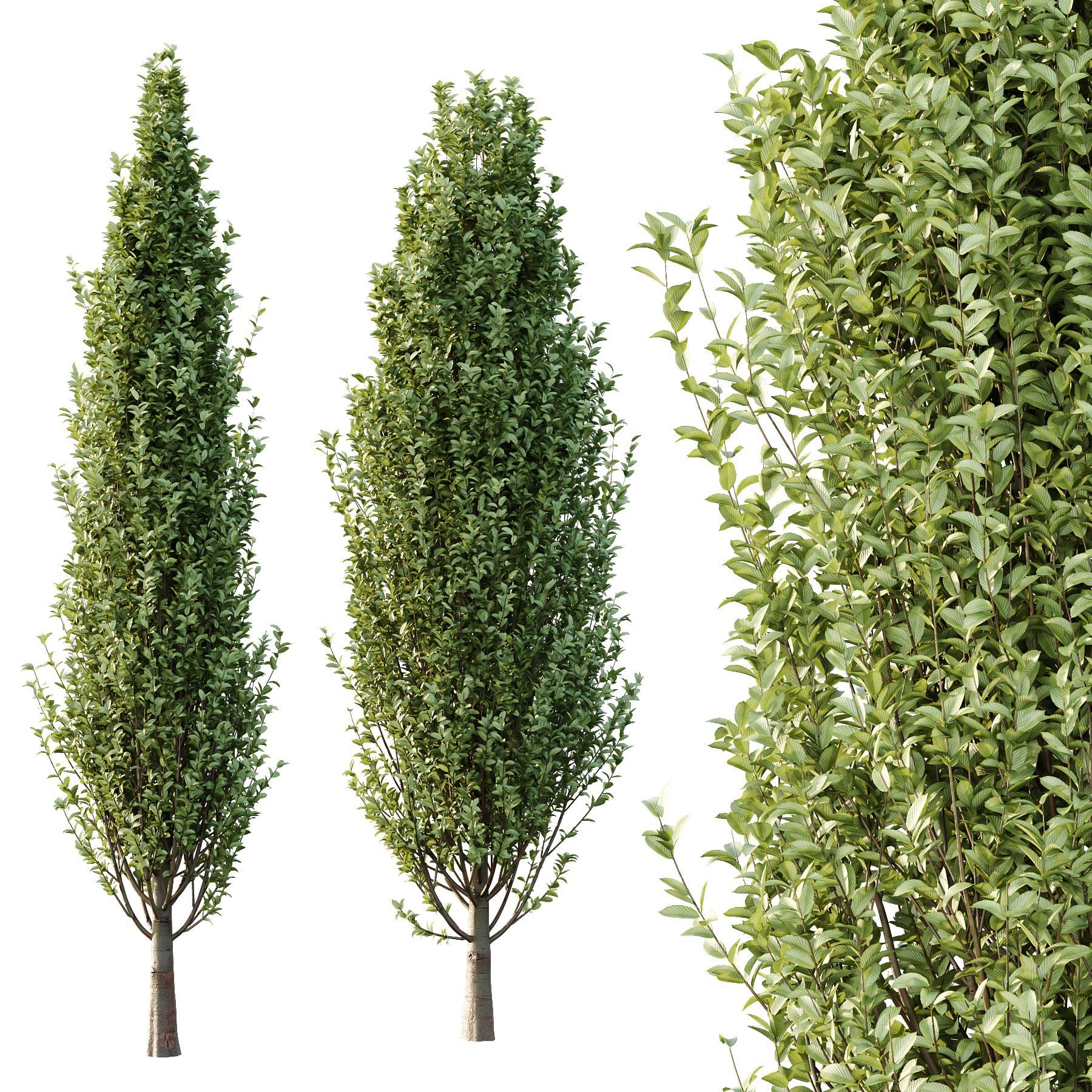 Carpinus Betulus Tree 04 3D model_1