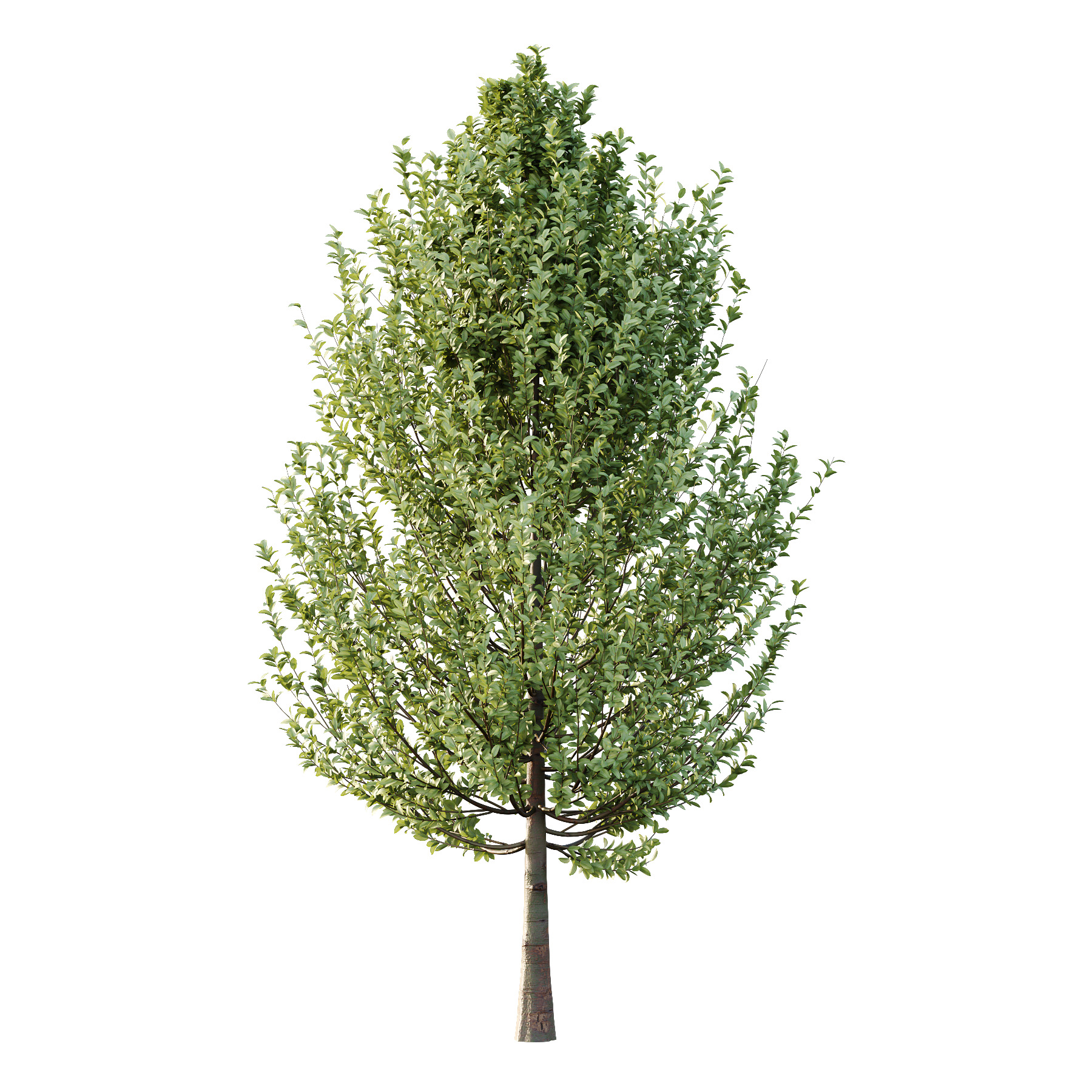 Carpinus Betulus Tree 04 3D model_2