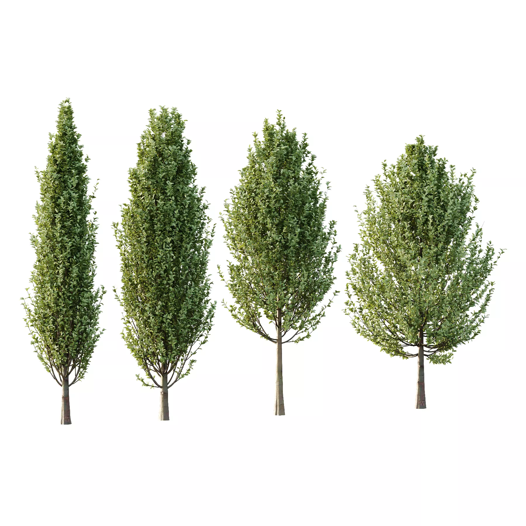Carpinus Betulus Tree 04 3D model_0