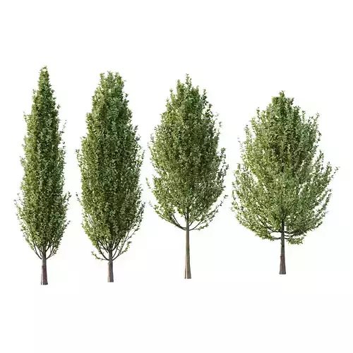 Carpinus Betulus Tree 04 3D model Carpinus Betulus Tree 04 3D model