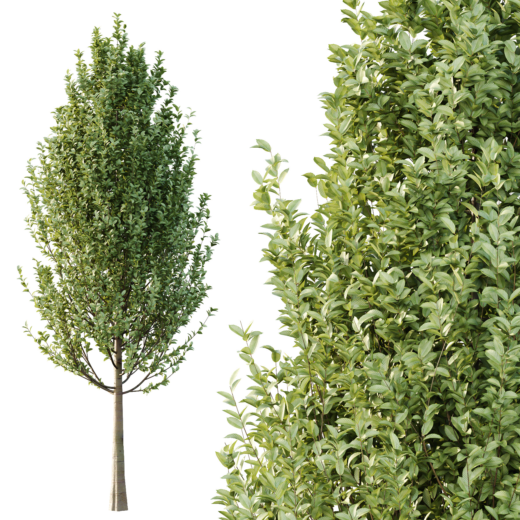 Carpinus Betulus Tree 04 3D model_3