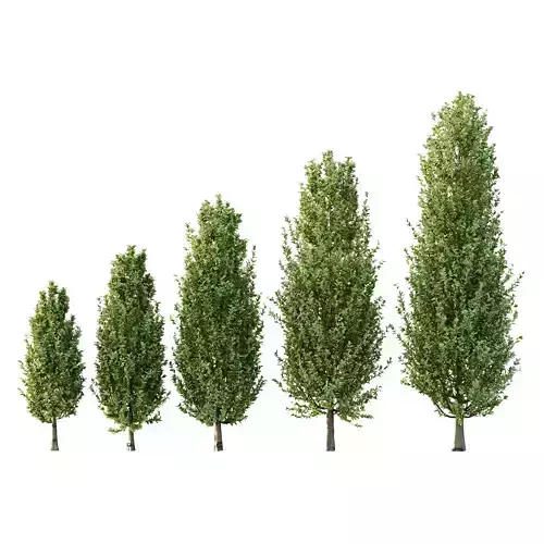 Carpinus Betulus Tree 05