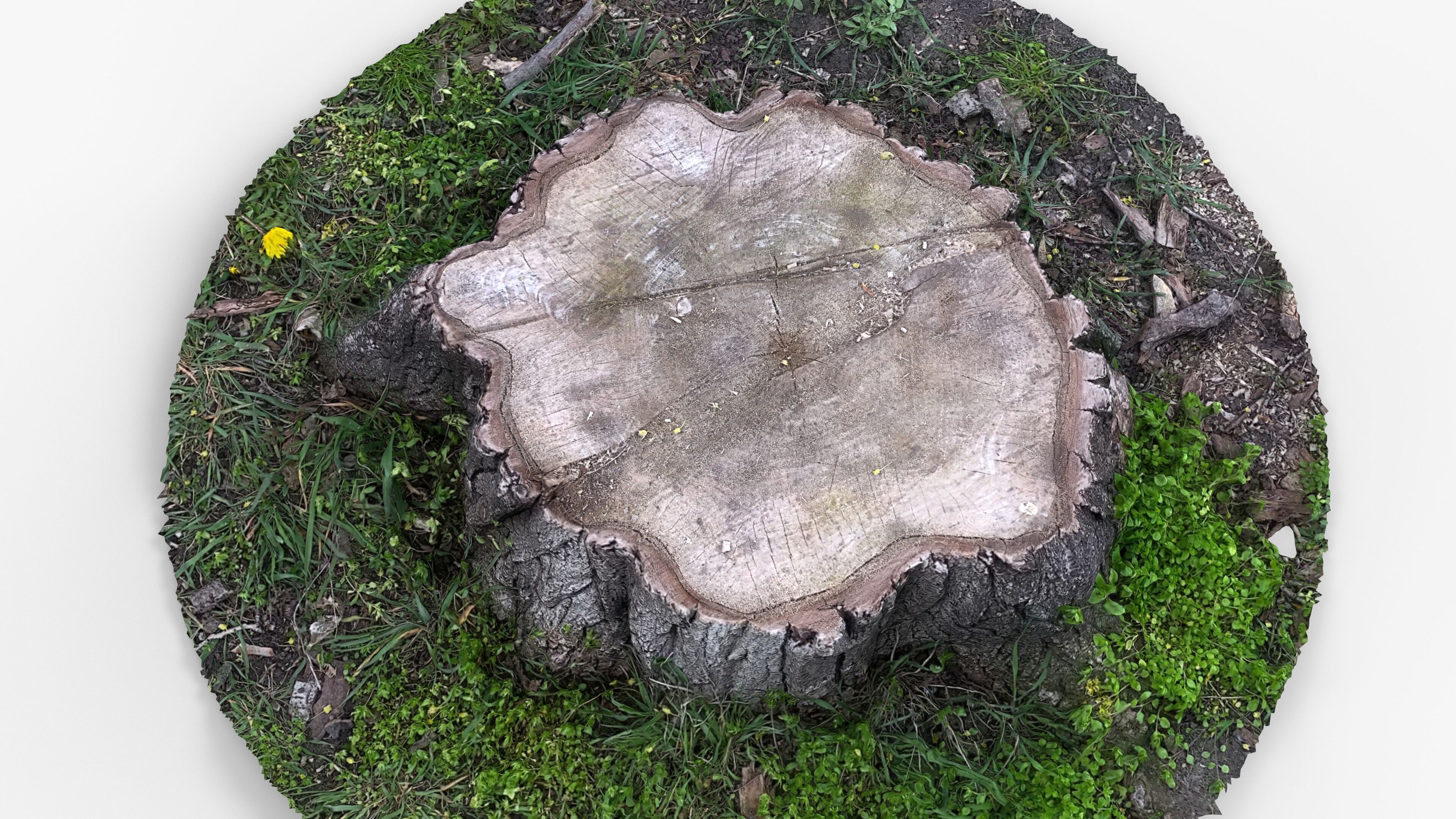 Photorealistic 3D scan of Tree Sawed wood Stump Low-poly 3D model_2