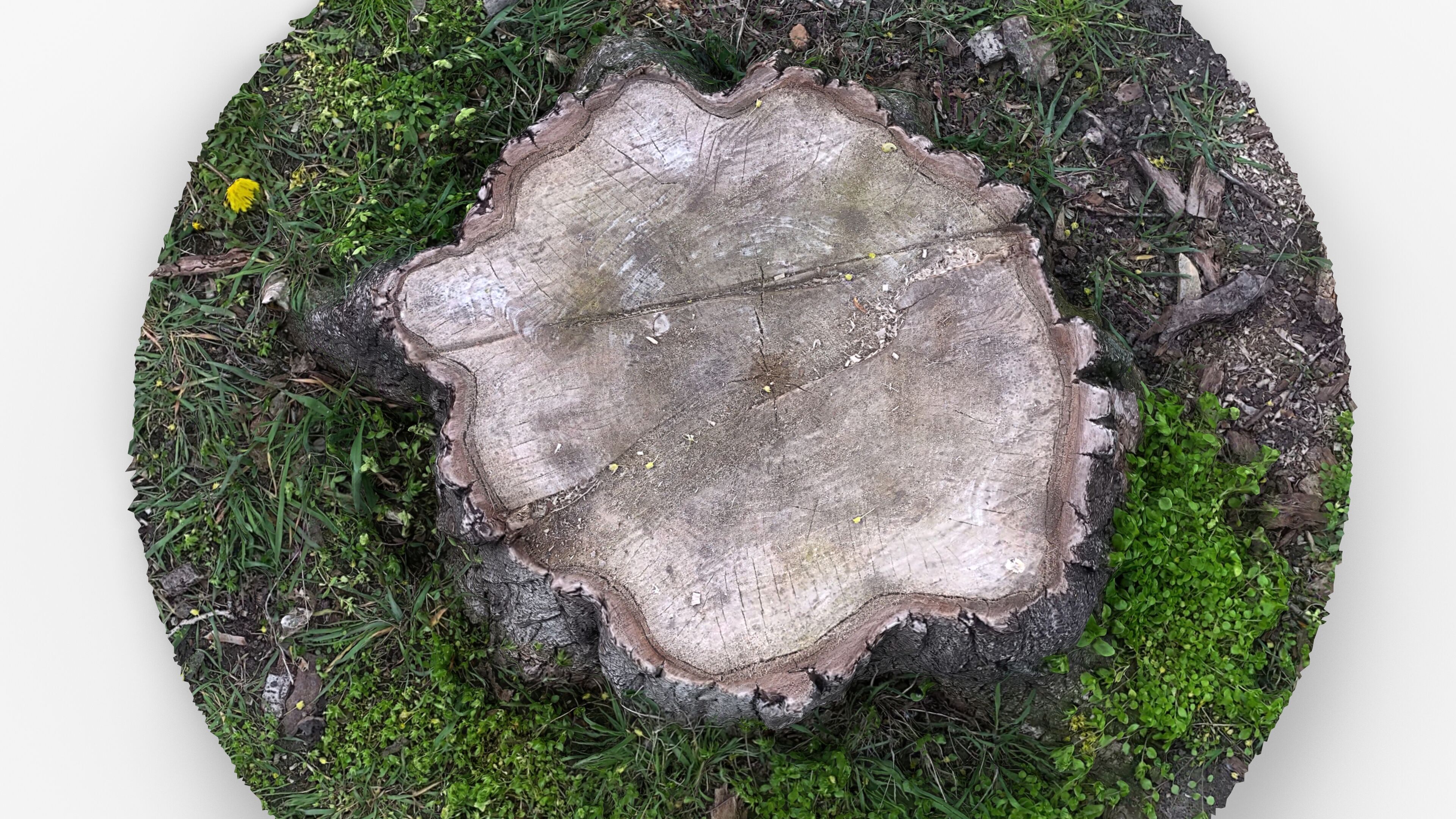 Photorealistic 3D scan of Tree Sawed wood Stump Low-poly 3D model_8